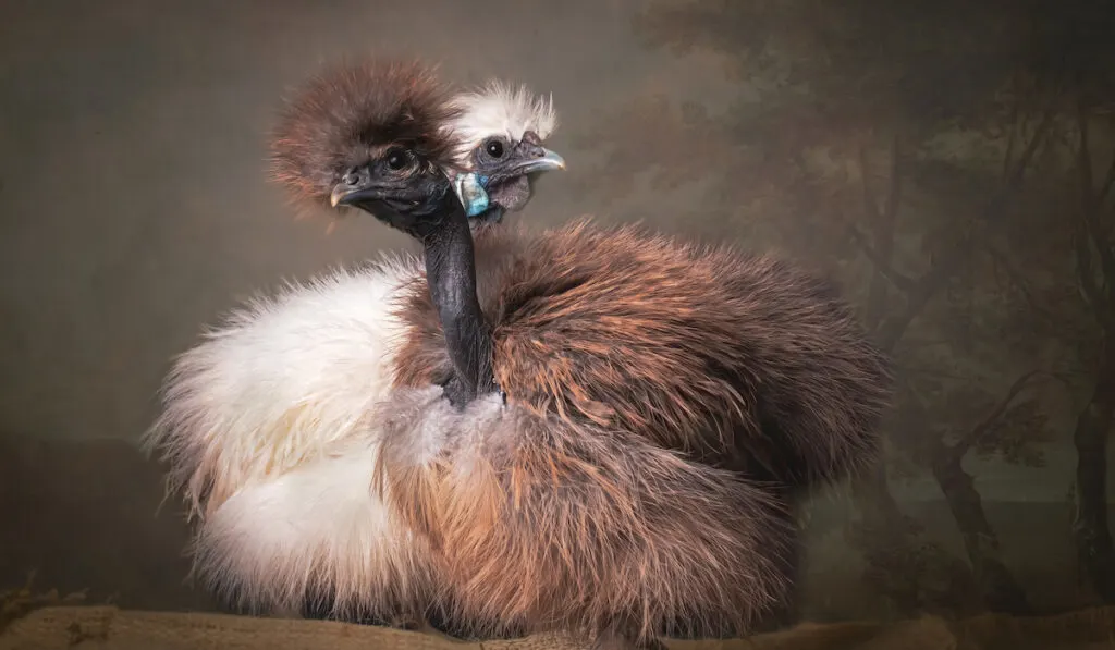 silkie chicken showgirls