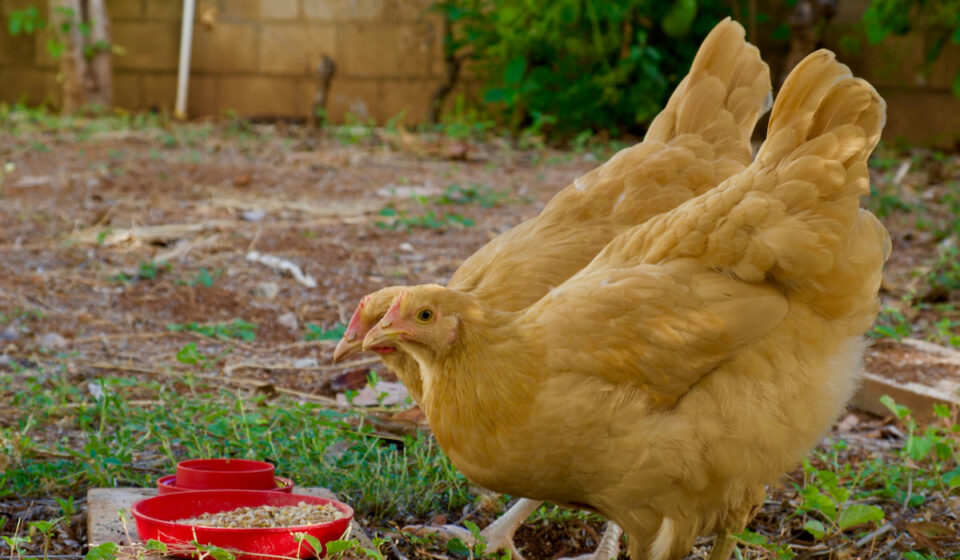 7 Best EggLaying Chickens for Florida The Hip Chick
