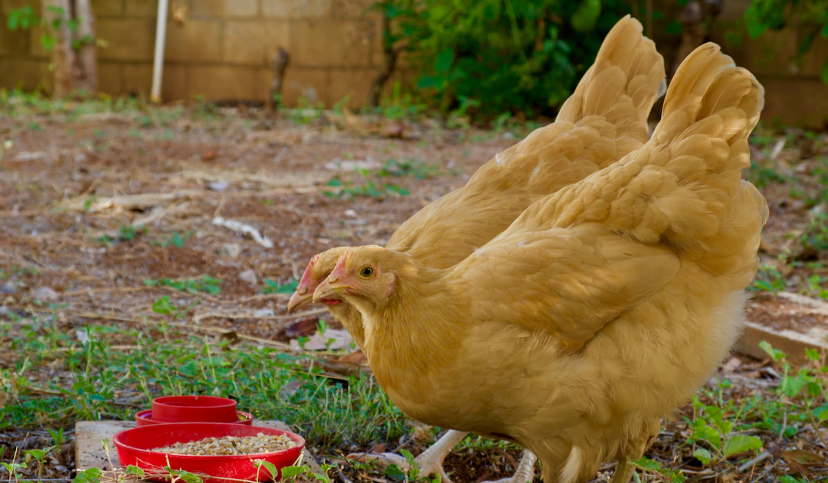 7 Best EggLaying Chickens for Florida The Hip Chick