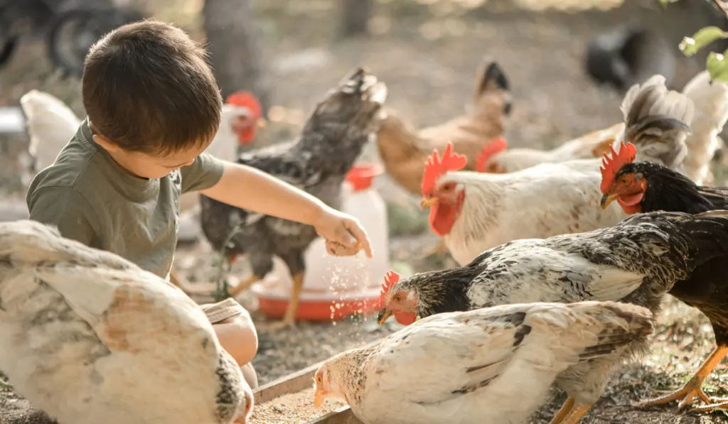 A 3-year-old boy feeds chickens in the yard of the house.