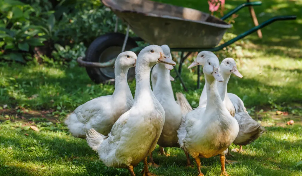 A flock of mulard ducks graze in the garden.
