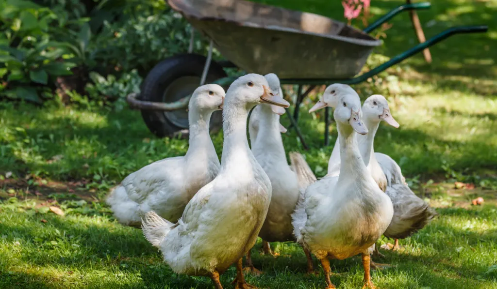 A flock of mulard ducks graze in the garden.