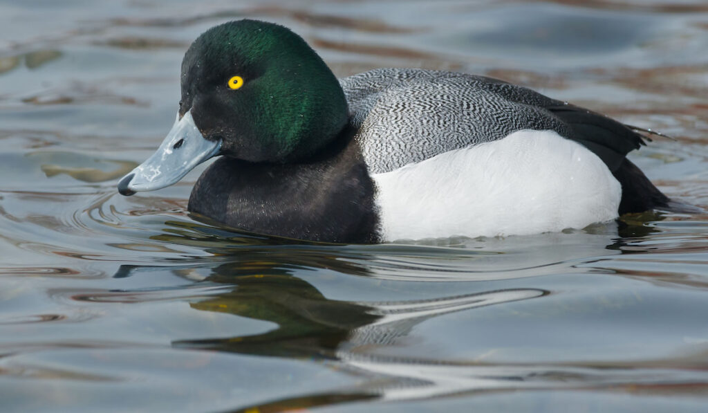 A male Greater Scaup swimming in an open water