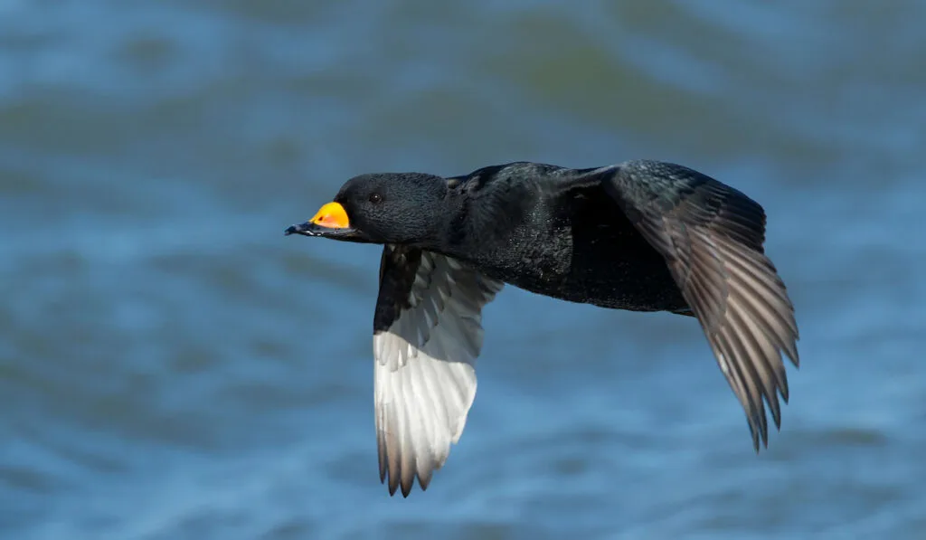 Adult male black scoter ( Melanitta Americana ) flying over Atlantic Ocean