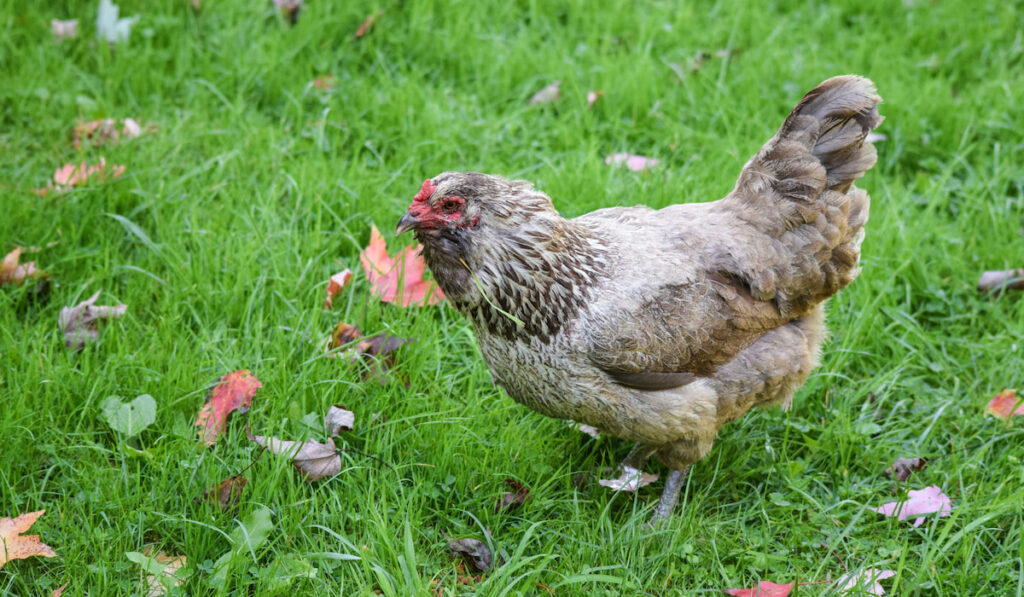 Ameraucana chicken freely roaming in the backyard