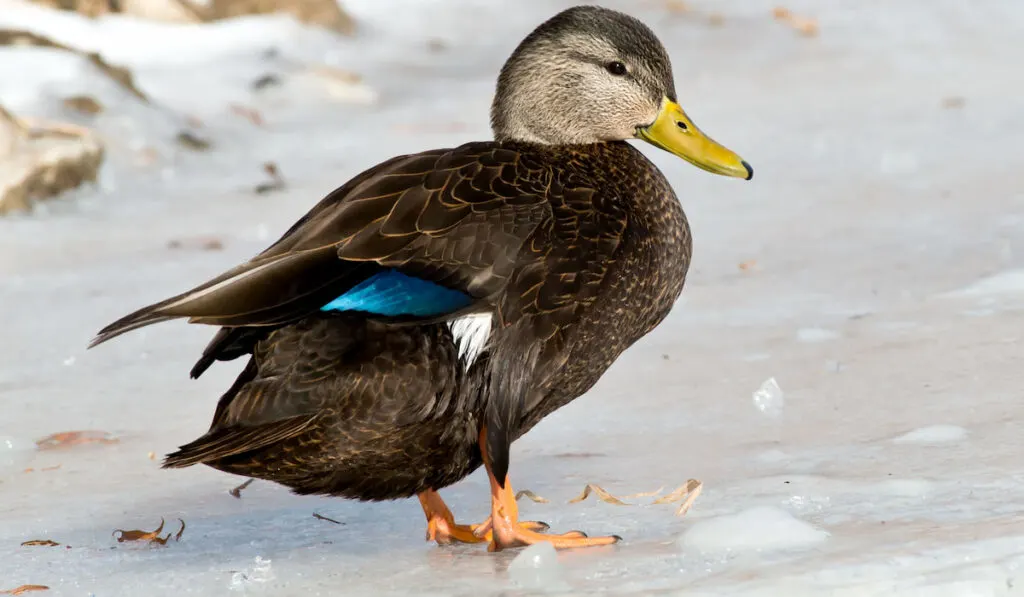 American Black Duck standing on the ice in Humber Bay Park