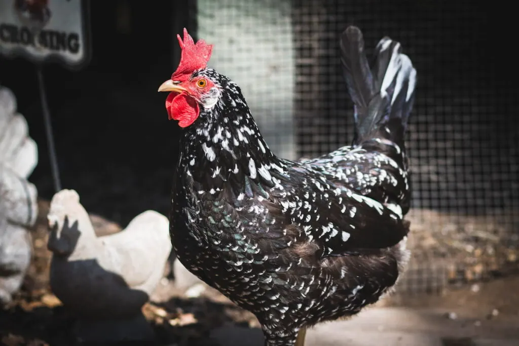 Ancona hen with large red comb