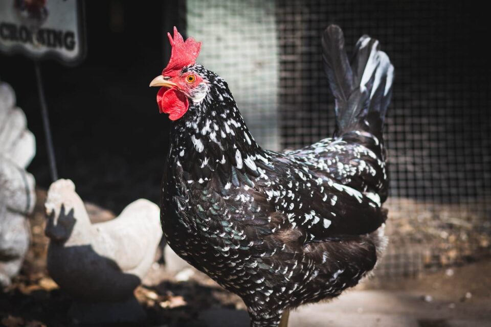 11 Speckled Chicken Breeds The Hip Chick