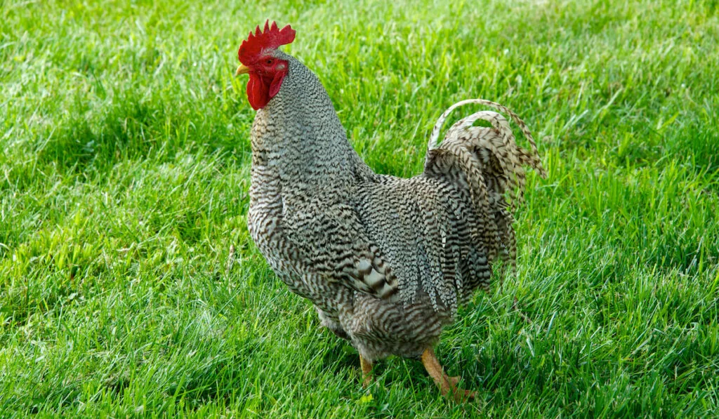 Buckeye Chicken Parent breed, Barred Plymouth Rock rooster walking in grassy field
