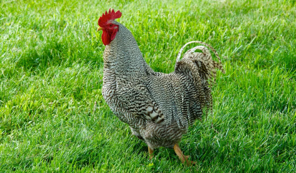 Buckeye Chicken Parent breed, Barred Plymouth Rock rooster walking in grassy field