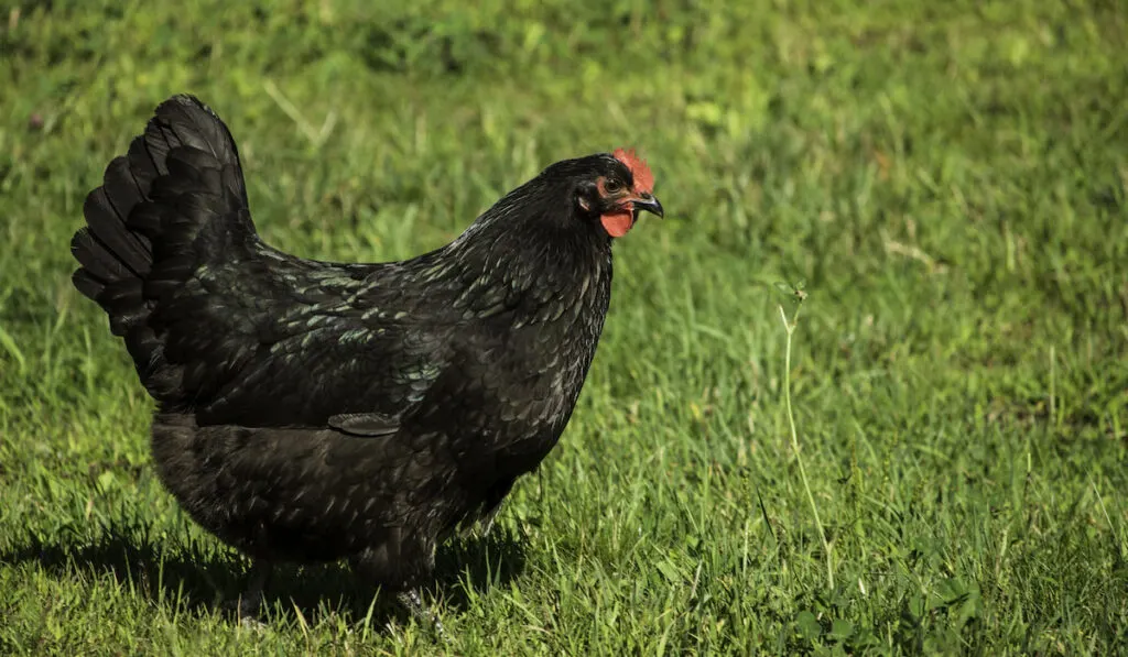 Black australorp hen walking along in a field of grass - ss221019.jpg