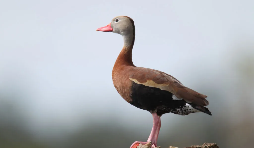 Black-bellied whistling duck on top of a dead palm tree 