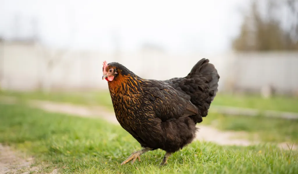 Black hen in the green yard