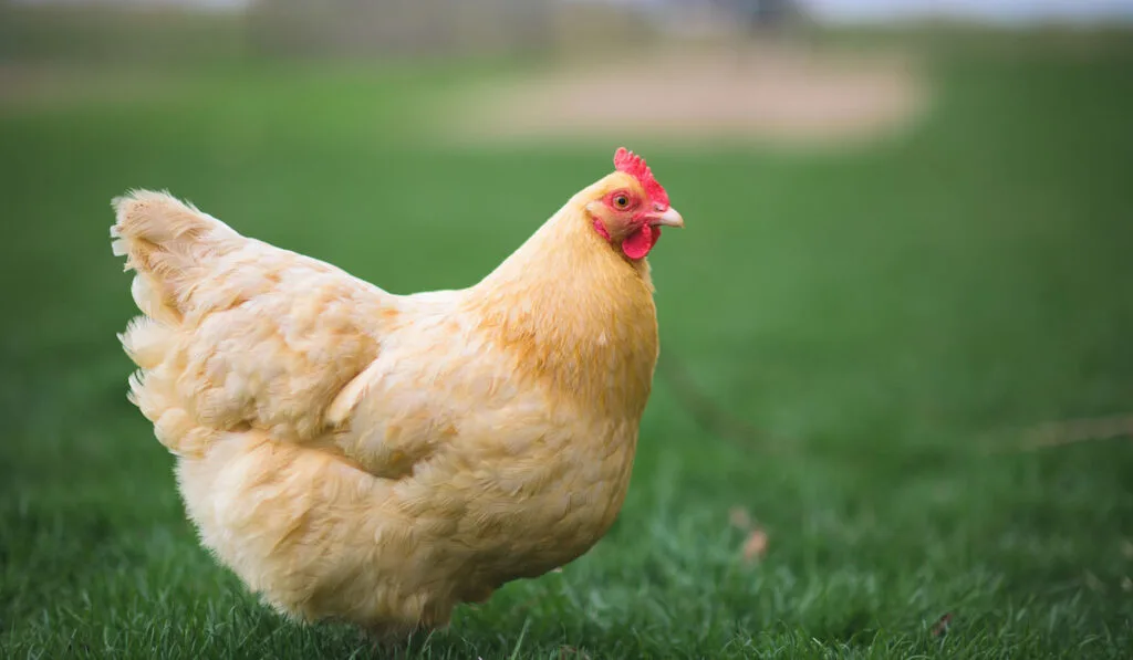 Buff orpington chicken standing in the backyard farm