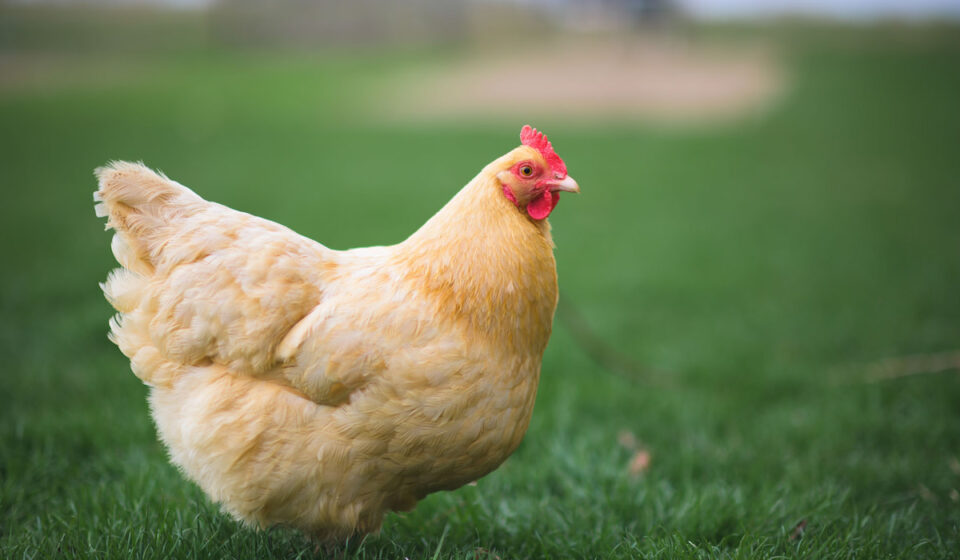 7 Best EggLaying Chickens for Texas The Hip Chick