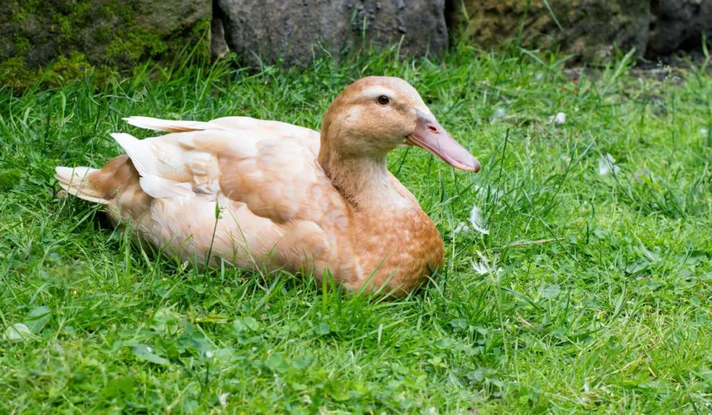 Buff Orpington duck resting contentedly on grass.

