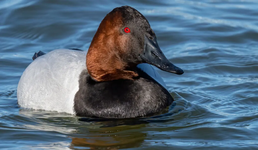 Canvasback Duck on the water in Maryland