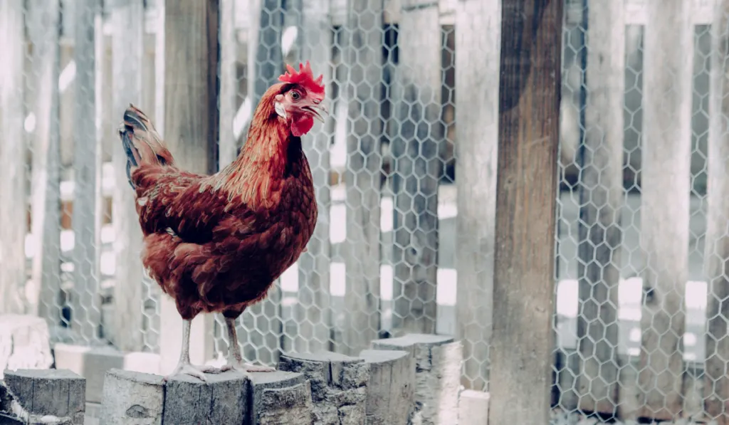 Chicken standing in a coop