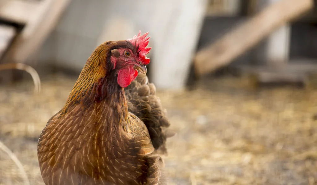 Closeup of a Welsummer chicken in a chicken coop