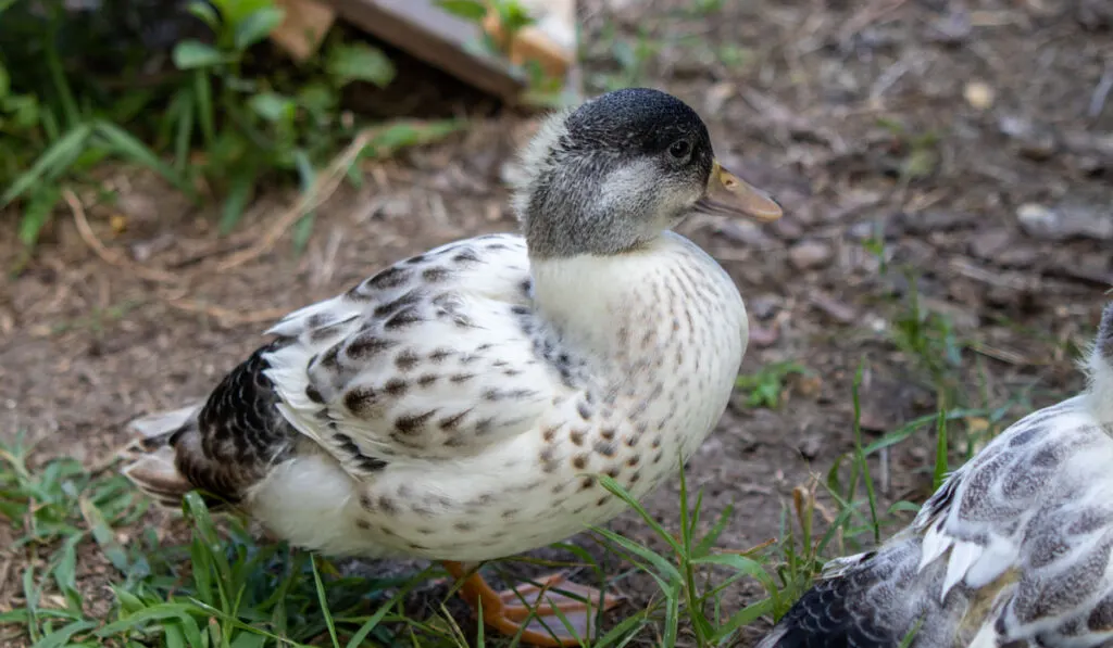 Colorful backyard pet snowy call ducks in the backyard