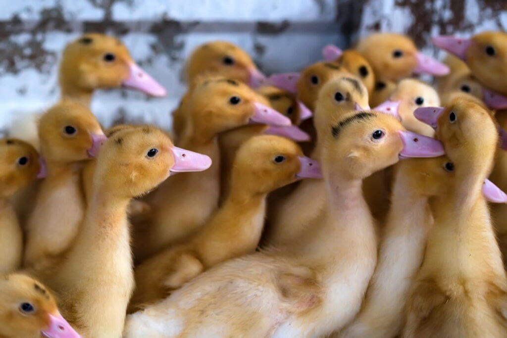 Cute ducklings