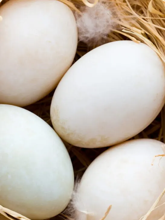 duck eggs on nest