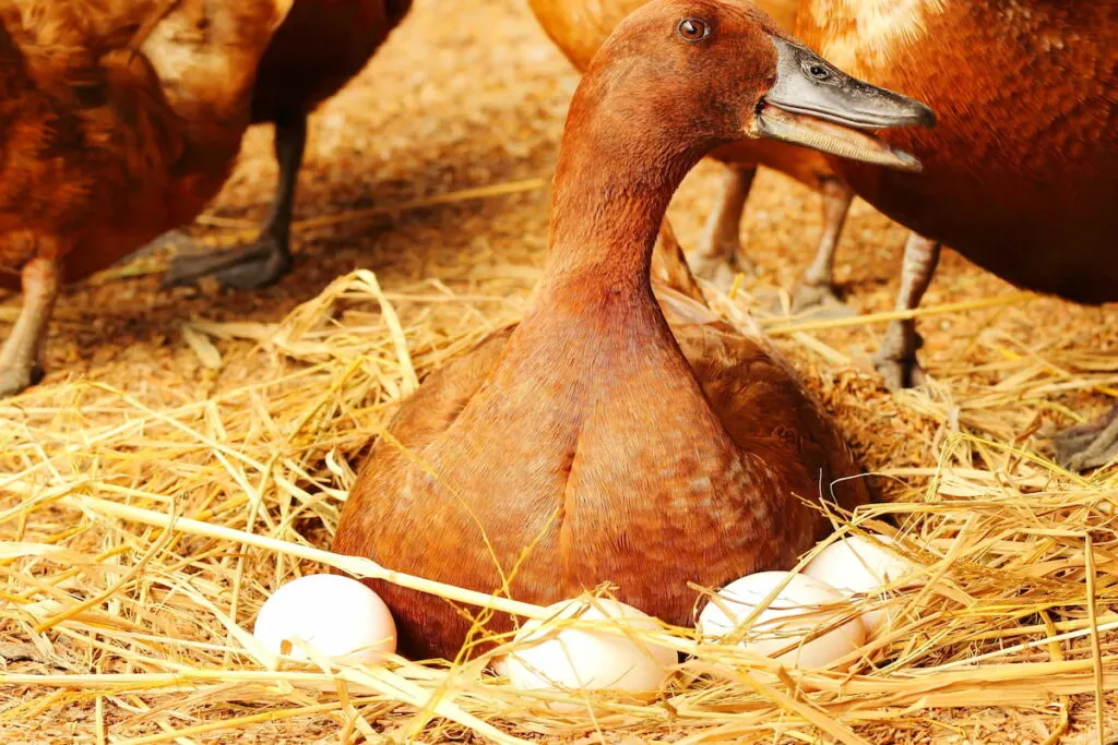 Duck incubator her eggs on the straw nest