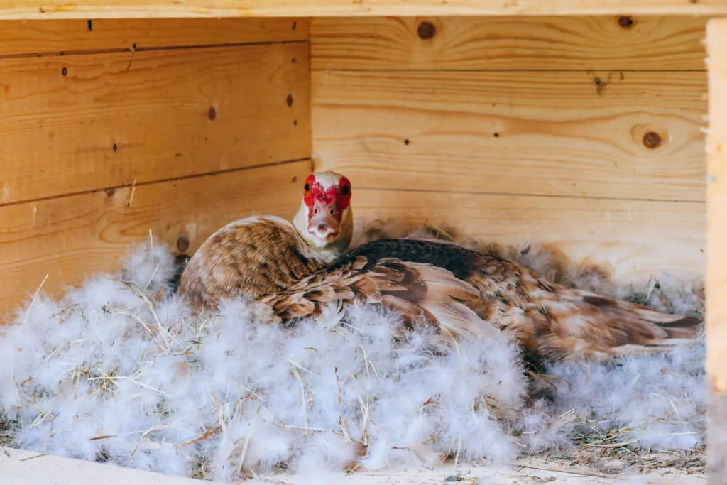 Duck nest egg in a wooden shed