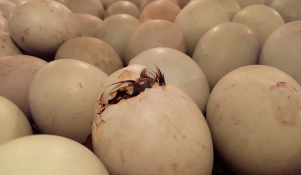 Close up of crack egg duck before birth.