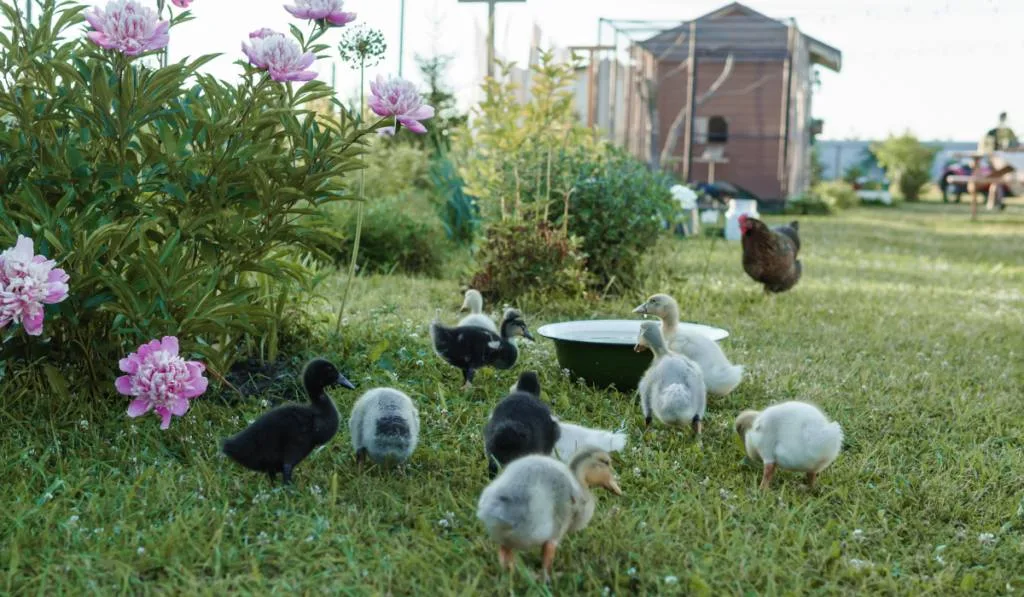 Light and dark ducklings drink water from an iron trough