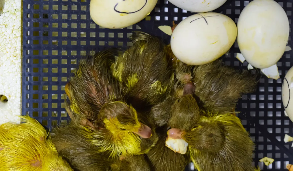 Hatching of eggs of ducklings