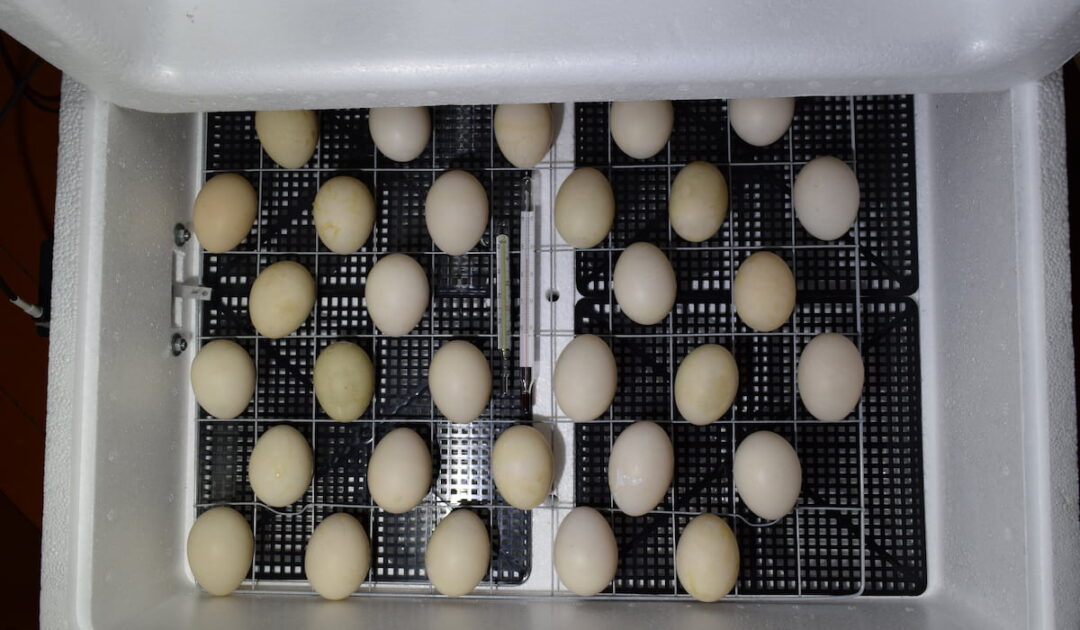 5 Ways to Hatch Duck Eggs Without an Incubator The Hip Chick