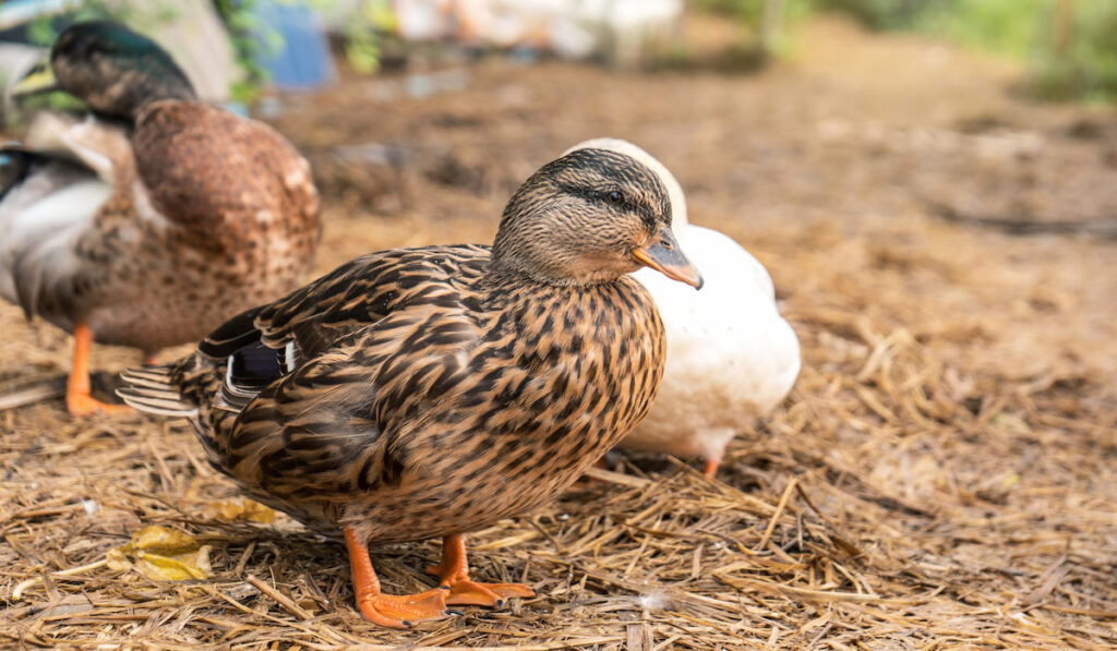 Female call duck or mini mallard in the backyard on the wet straw in the reainy season