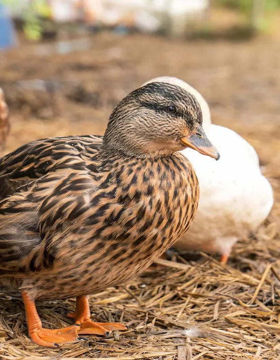 Female-call-duck-or-mini-mallard-in-the-backyard-on-the-wet-straw-in-the-reainy-season