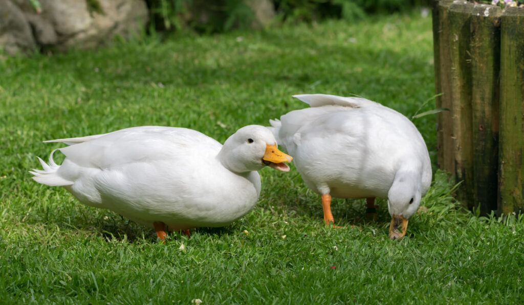 Female white call ducks in the backyard