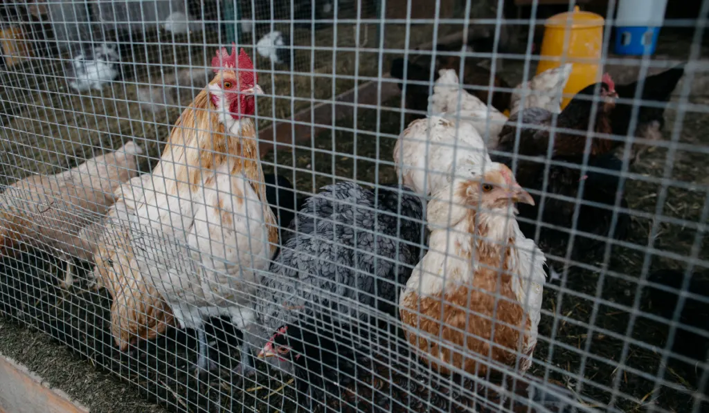 Flock of hens and rooster inside hen house in farm.