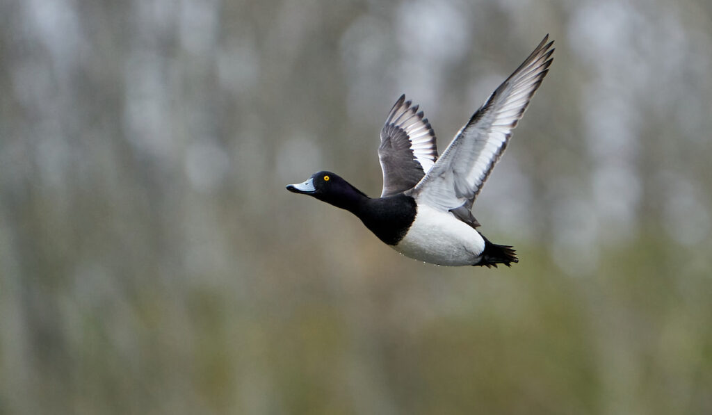 Flying Tufted duck in its natural habitat 