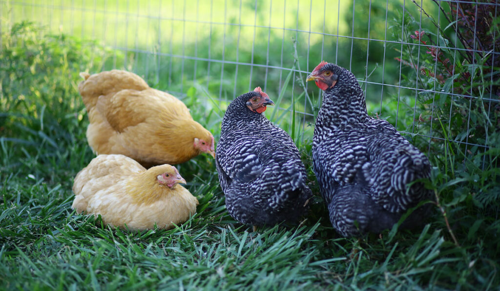 Four young different breed chickens by a fence on the grass