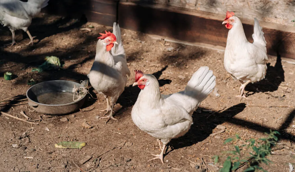 Free range white leghorn chickens in the farm