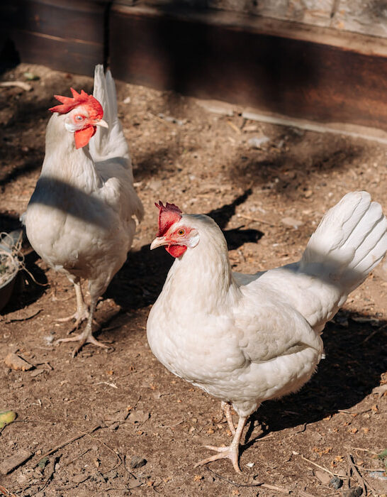 Free-range-white-leghorn-chickens-in-the-farm