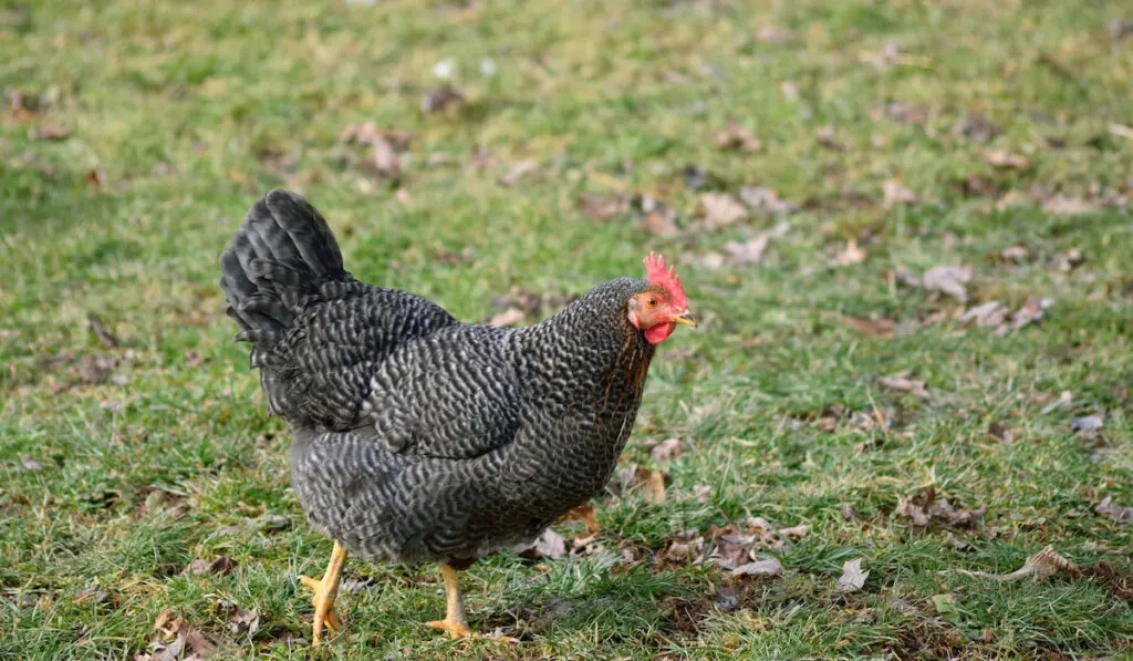 Free ranging plymouth rock chicken in farmyard