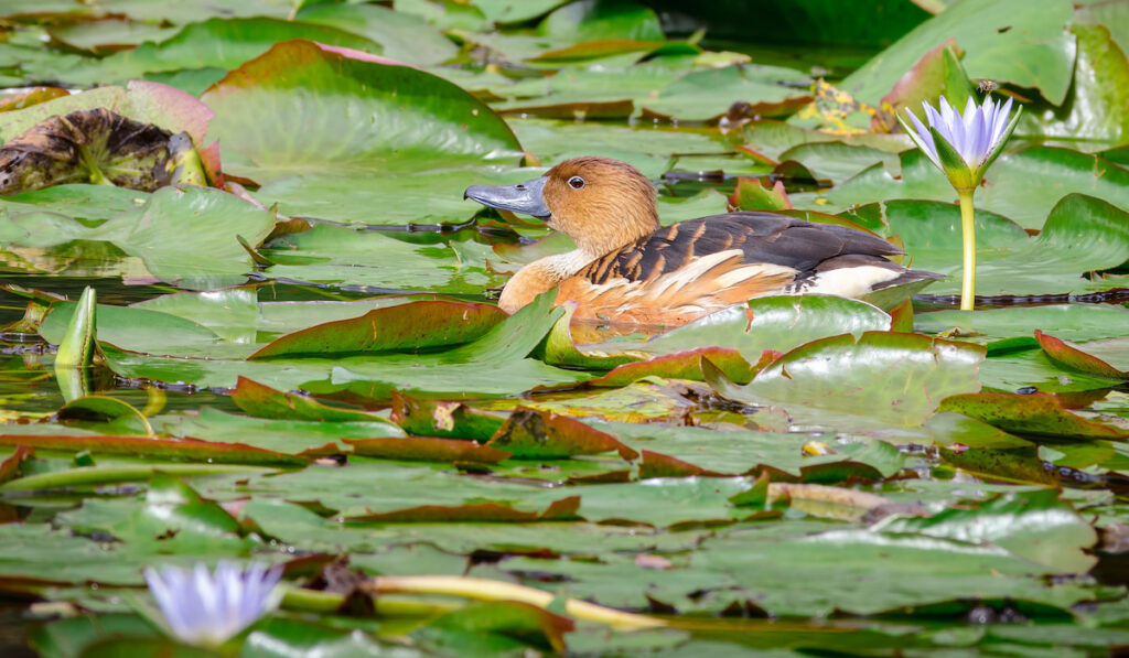 Fulvous whistling duck ( Dendrocygna bicolor ) sunbathing next to a lotus on a pond