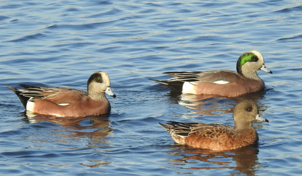 Group of American Wigeons swimming together in New Jersey