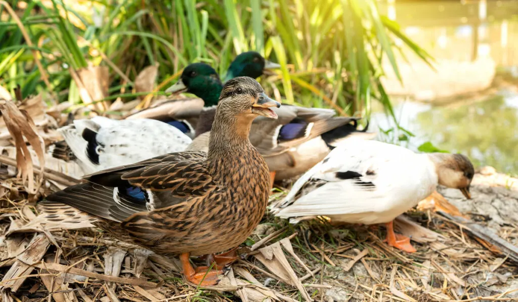 Group of call ducks in the backyard