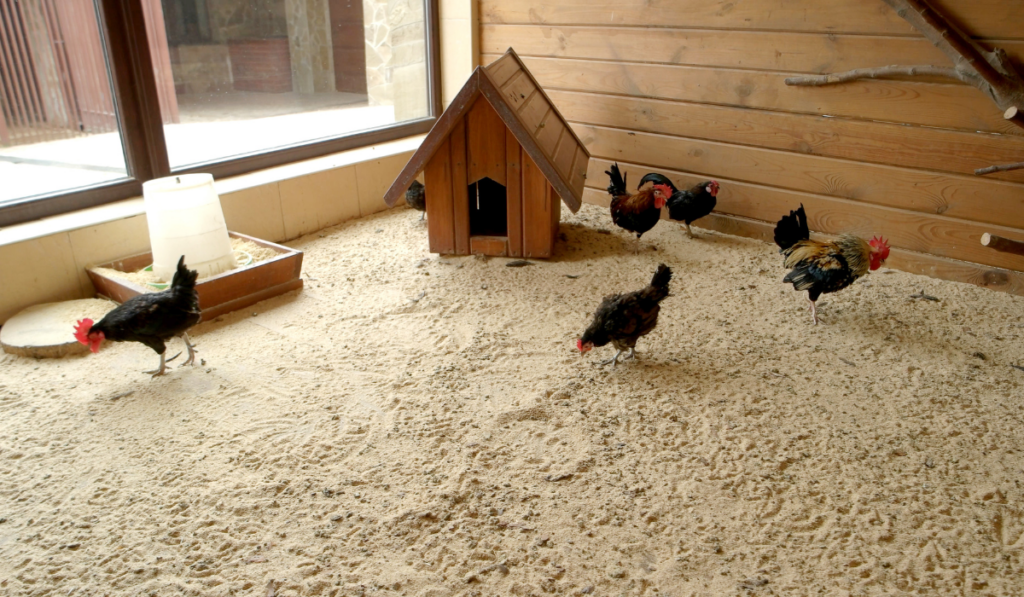 Hens and roosters in coop