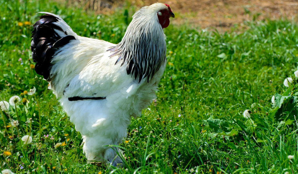 Large black and white color Brahma chicken grazing on the background of green grass