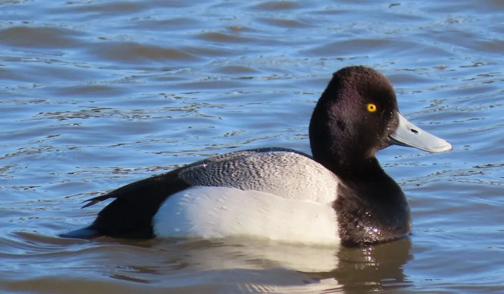 Lesser scaup duck swimming on a lake under the sun