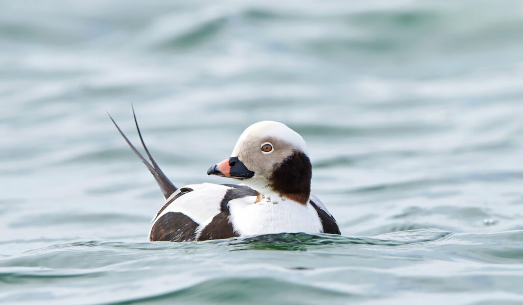 Long-tailed duck resting in the waves of the sea
