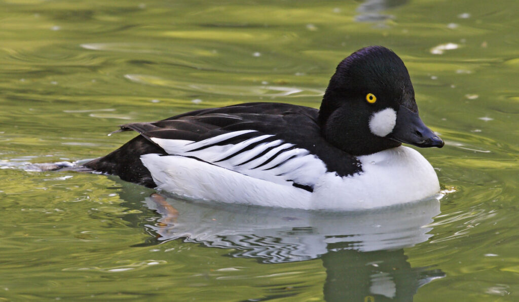 Male Common Goldeneye on the pond