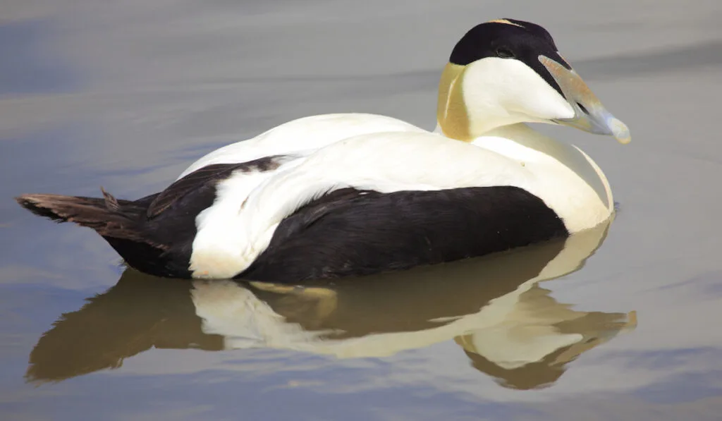 Male Common eider duck on the pond